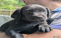 Springador dogs for sale: Beautiful springador puppies - Image 1