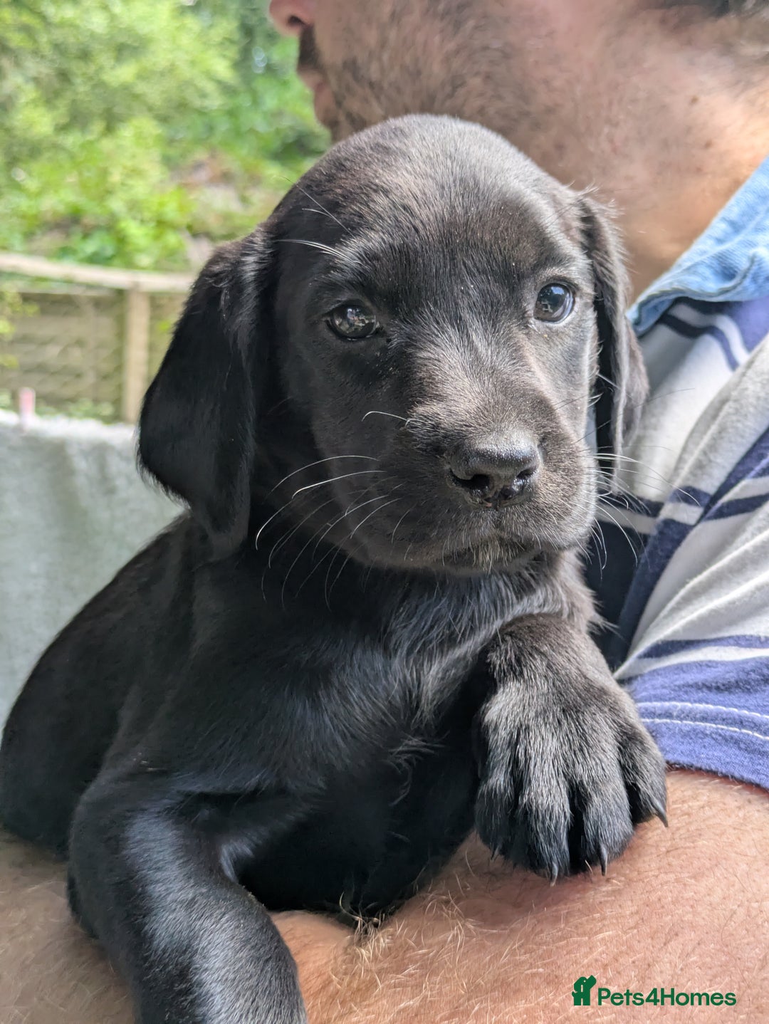 Springador dogs for sale: Beautiful springador puppies - Image 1