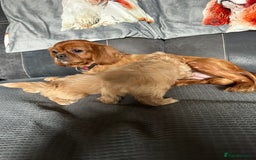 Cava Tzu dogs for sale: Shitalier  - Image 6