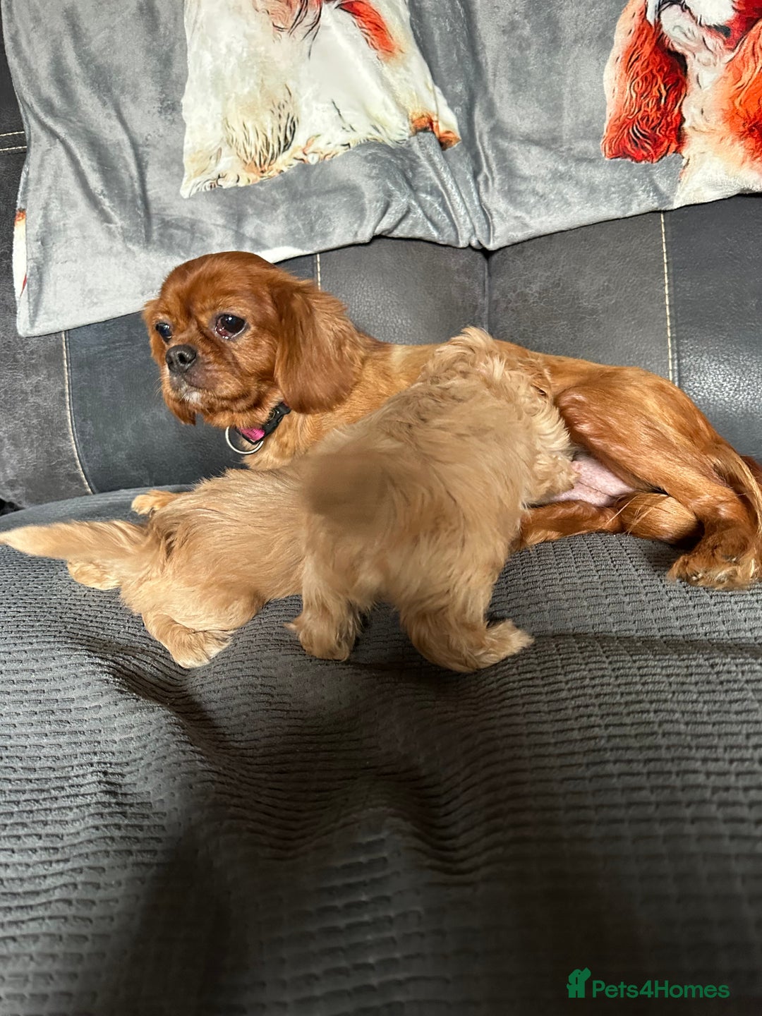 Cava Tzu dogs for sale: Shitalier  - Image 6