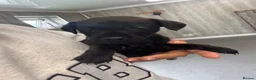 Patterdale Terrier dogs for sale: Patterdale puppies  - Advert 9