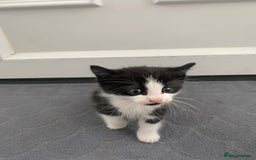 Mixed Breed cats for sale: Beautiful kittens ready now  - Image 4