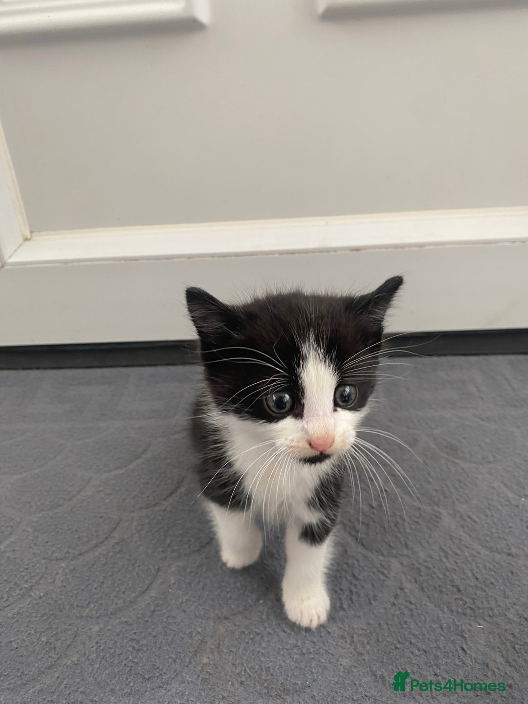 Mixed Breed cats for sale: Beautiful kittens ready now  - Image 4