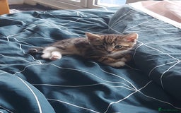 British Shorthair cats for sale: Kittens for Sale (two tabby and two tuxedo kitten) - Advert 3