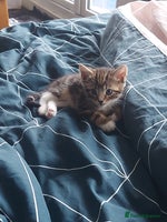 British Shorthair cats Kittens for Sale (two tabby and two tuxedo kitten) - Advert 3