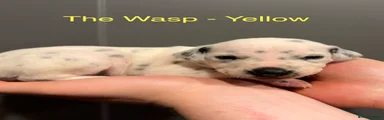 Dalmatian Black Girl - The Wasp