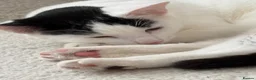 Domestic Shorthair cats for sale: Adolescent kitten in Coventry - Advert 1