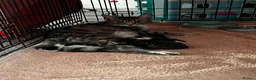 Mixed Breed cats for sale: 5 kittens for sale  in Slough - Advert 34
