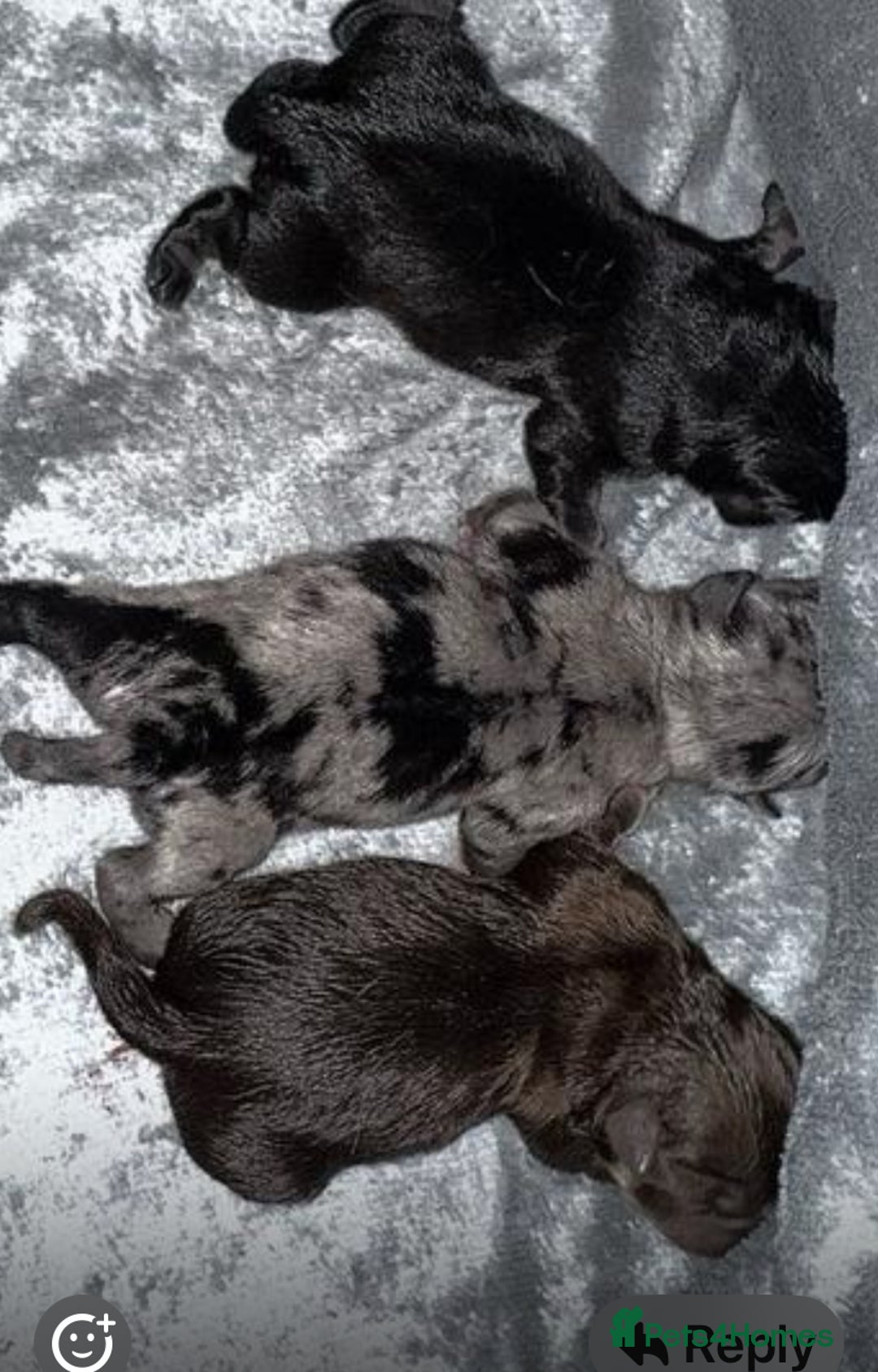 Pug dogs for sale: Merle pugs - Advert 2