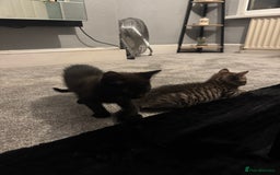 Mixed Breed cats for sale: Two kittens  - Image 6
