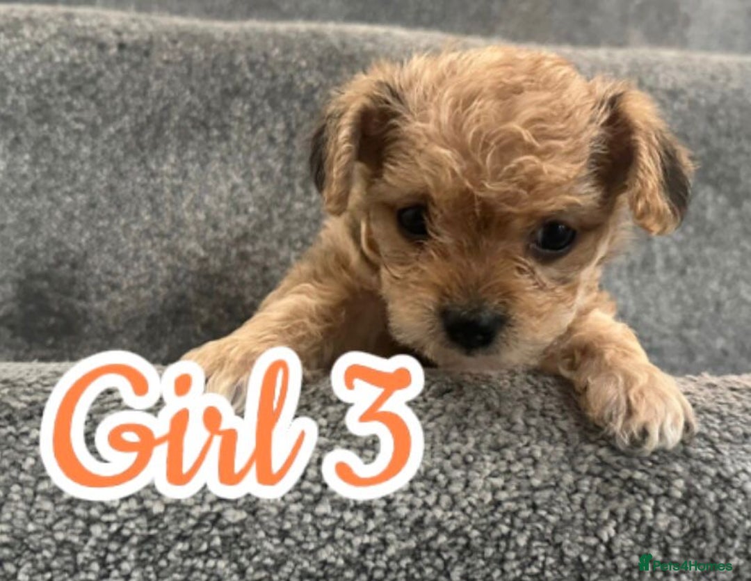 Mixed Breed dogs for sale: 🐾 Adorable Puppies Ready for Forever Homes 🐾 - Advert 7