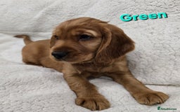 Cocker Spaniel dogs for sale: 🐾 Adorable Cocker Spaniel Puppies for Sale! 🐾 - Image 5