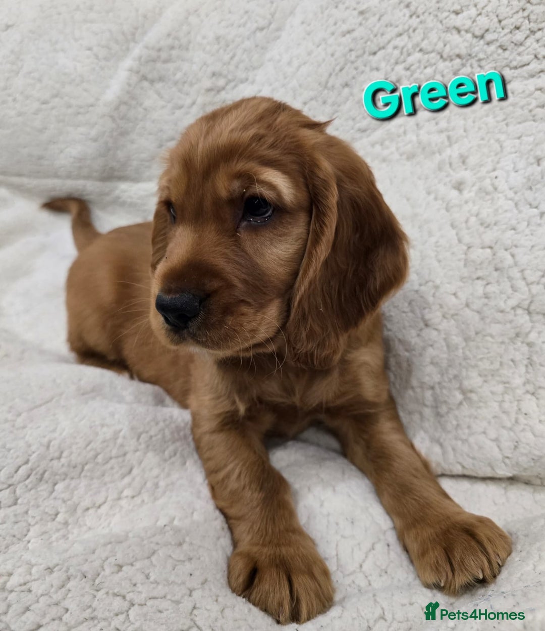 Cocker Spaniel dogs for sale: 🐾 Adorable Cocker Spaniel Puppies for Sale! 🐾 - Image 5