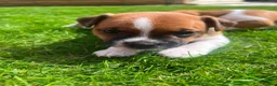 Jack Russell dogs for sale: Jack russell puppies  - Advert 18