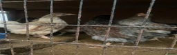Mixed Breed poultry for sale: Beautiful Quals and Quals and chicken - Advert 6