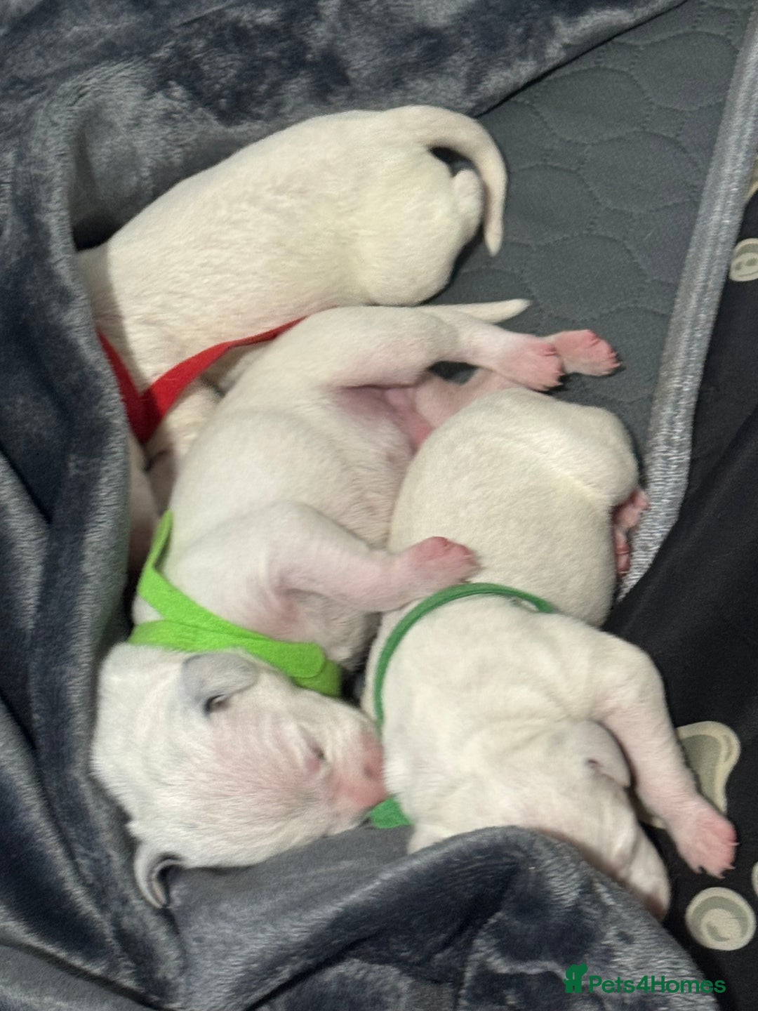 Dalmatian dogs for sale: KC Registered Dalmatian pups! - Advert 11