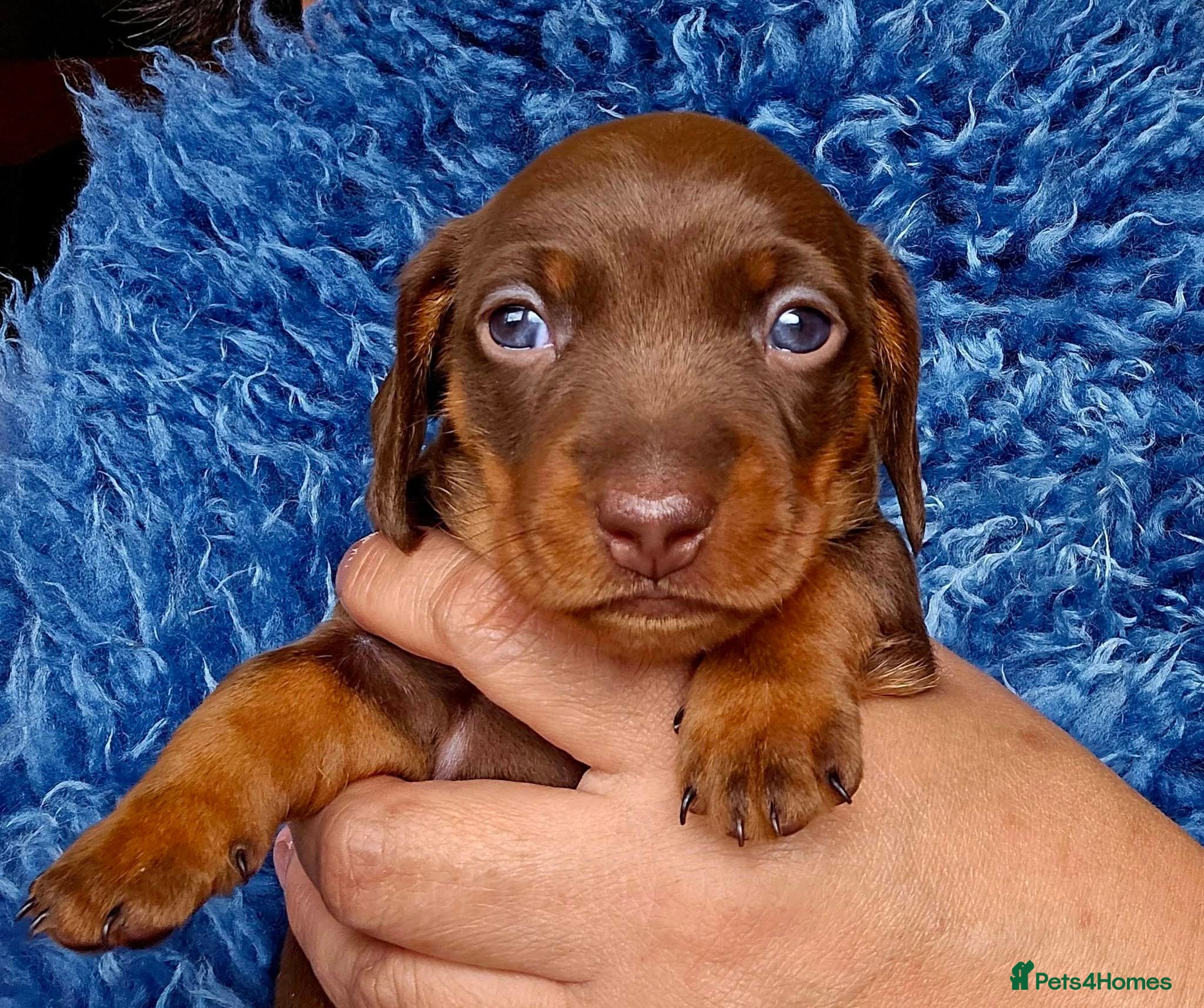 Miniature Dachshund dogs Beautiful Smooth-Haired Mini Dachshund - Advert 1