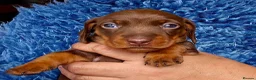 Miniature Dachshund dogs for sale: Beautiful Smooth-Haired Mini Dachshund - Advert 1