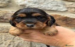 Cocker Spaniel dogs for sale: KC Show Cocker Spaniels fully health tested  - Image 3