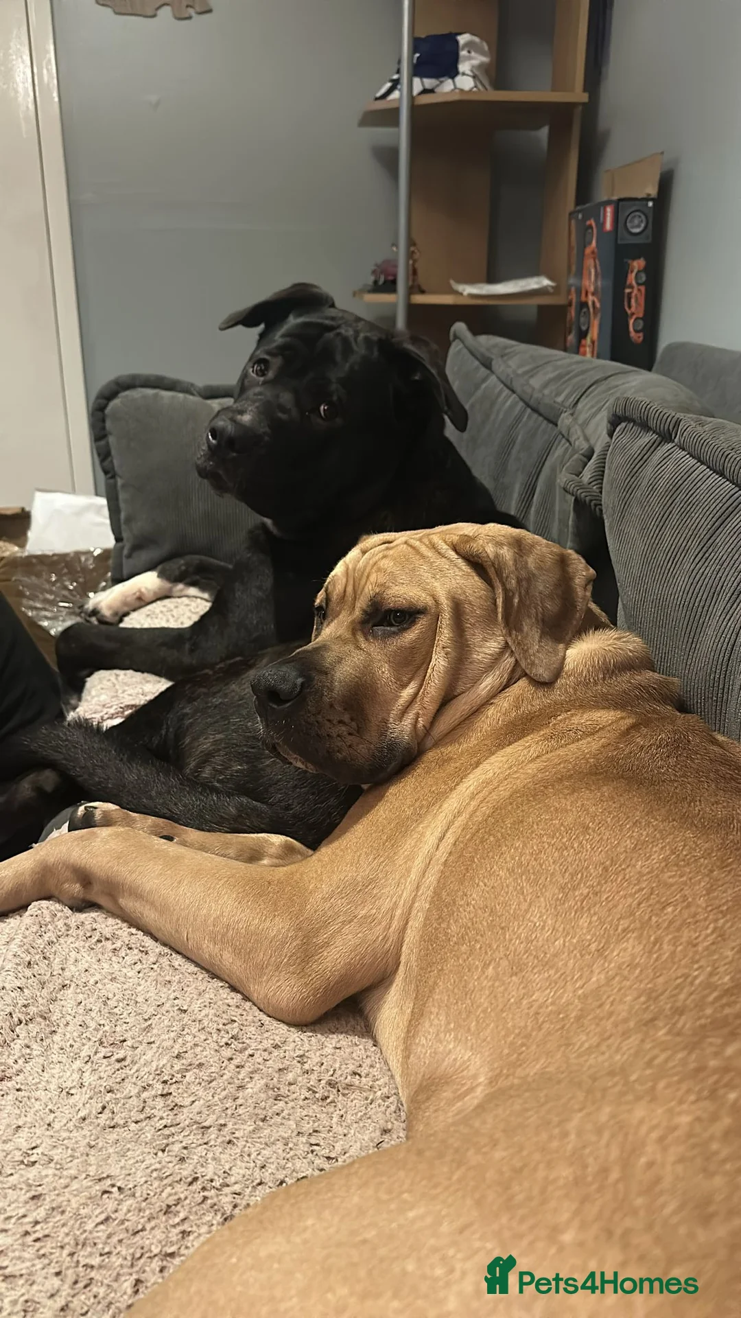 Mixed Breed dogs for sale: 7 month old female - Advert 9