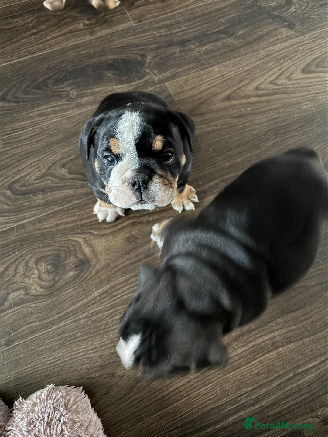 English Bulldog dogs for sale: English bulldog puppies  - Advert 12