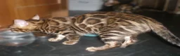 Bengal cats for sale: 5 Beautiful Bengal Kittens - Advert 14