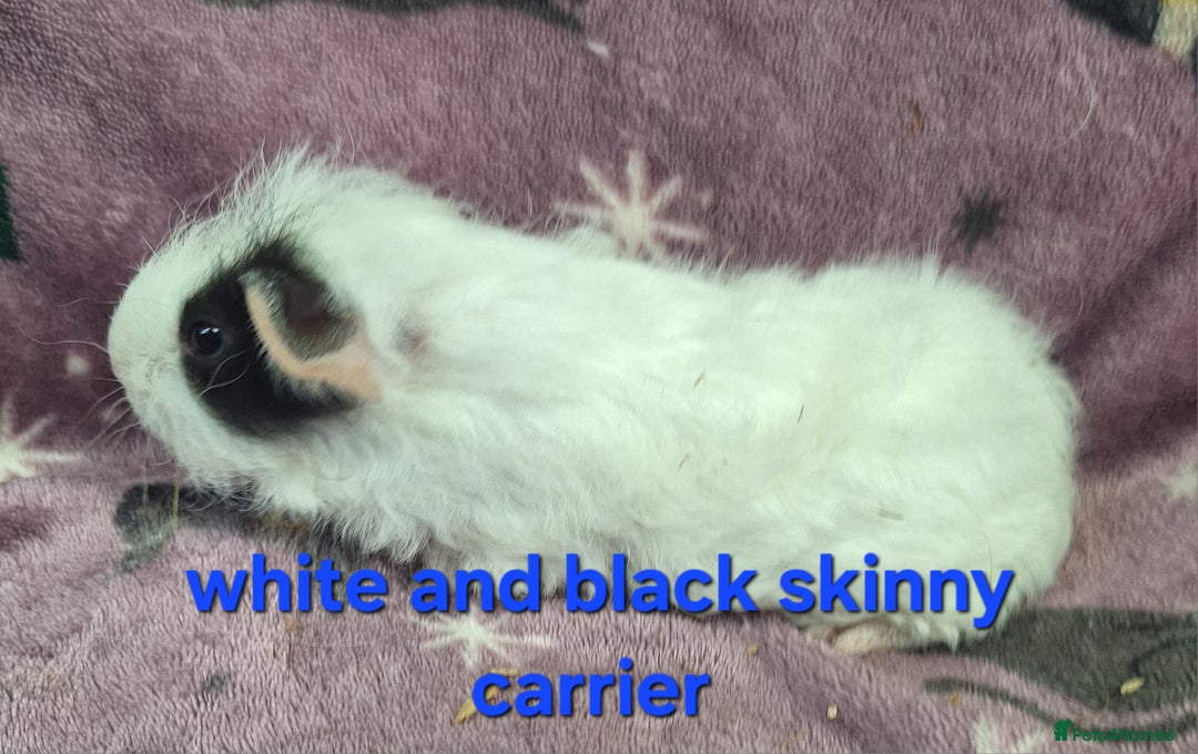 Guinea Pig rodents for sale: Baby male guinea pigs - Image 3