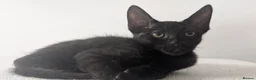 Mixed Breed cats for sale: Maine Coon cross Black Bengal  - Advert 4