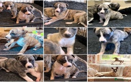 Whippet dogs for sale: Beautiful KC Whippet pups 5 boys - Image 1