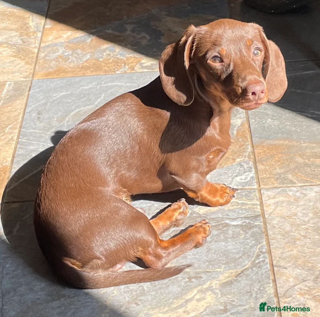 Miniature Dachshund dogs for stud: Mini Smooth Choc/Tan Male Dachshund (Stud only) - Advert 1
