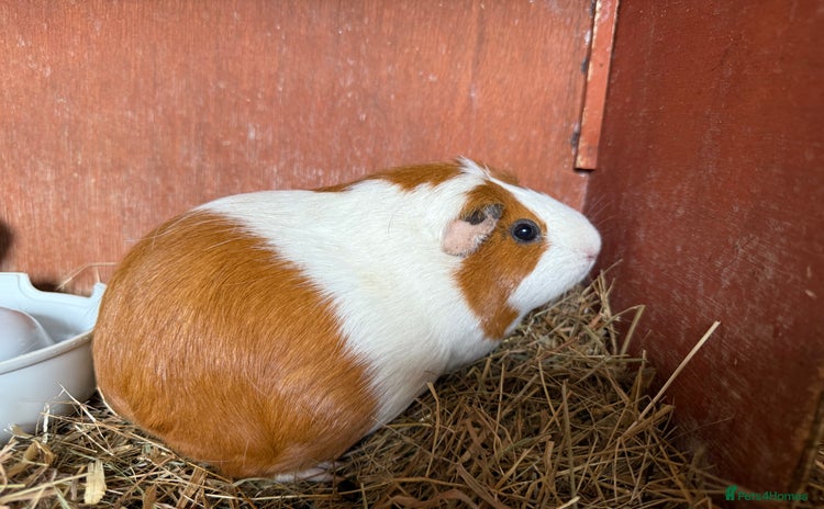 Guinea Pig rodents - Advert 1