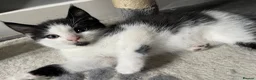 Mixed Breed cats for sale: Kittens for sale in Huntingdon - Advert 9