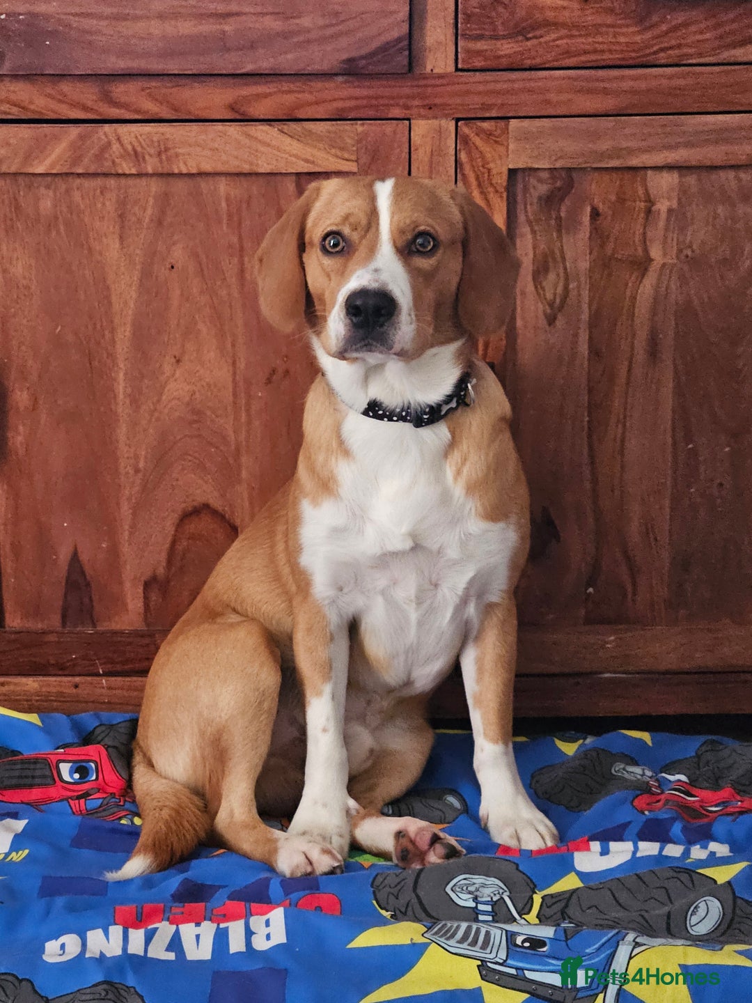 Cockerdor dogs for sale: Tank - 1yr old boy.  - Image 3