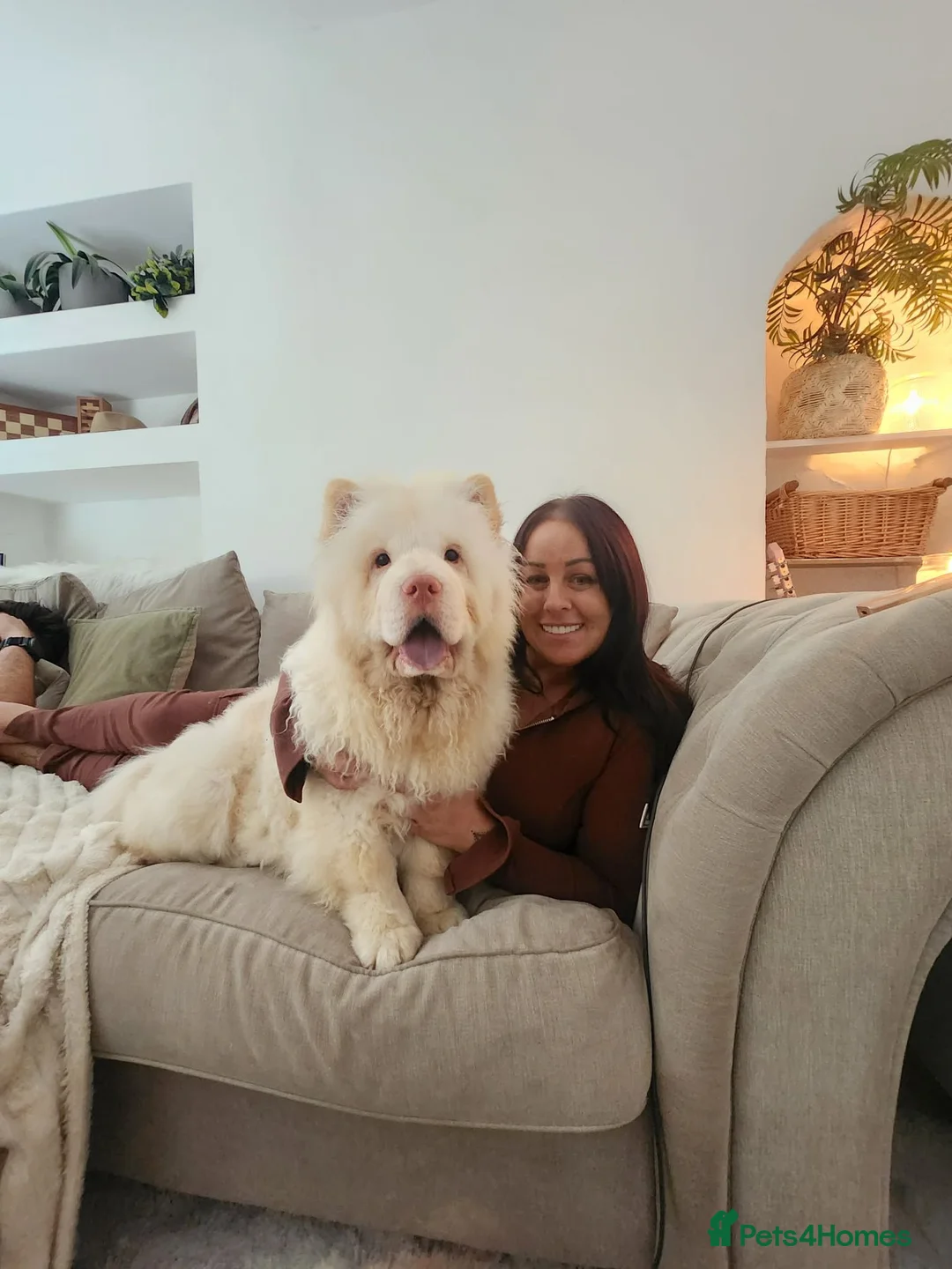Chow Chow dogs for sale: Chow chow puppy last boy available  in Gillingham - Advert 4