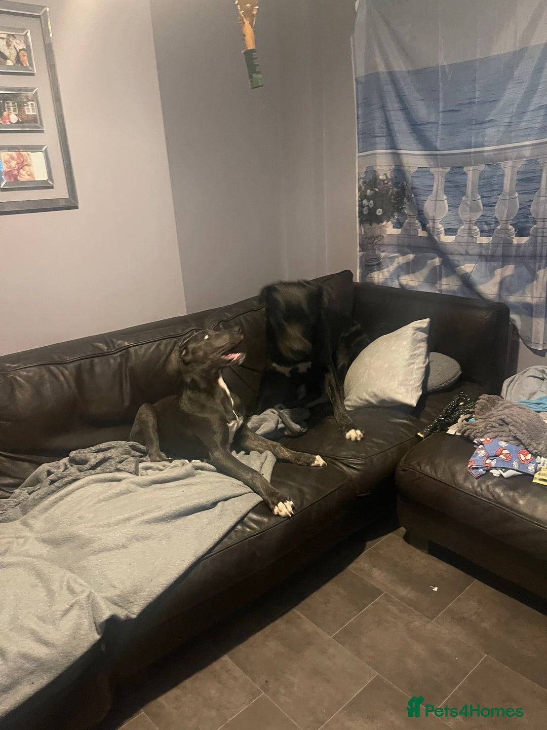 Mixed Breed dogs for sale: English mastiff x Belgian malinois - Image 2