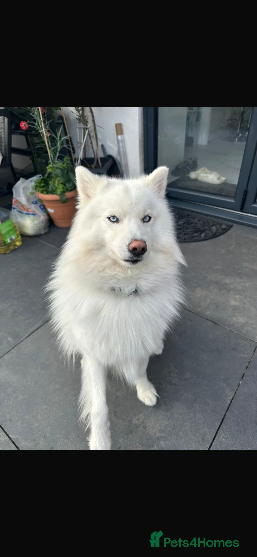 Pomsky dogs for sale: 3 year old pomsky  in Potters Bar - Advert 2