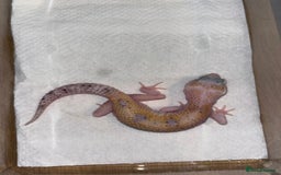 Gecko reptiles for sale: White and yellow Mack snow het eclipse  - Image 5