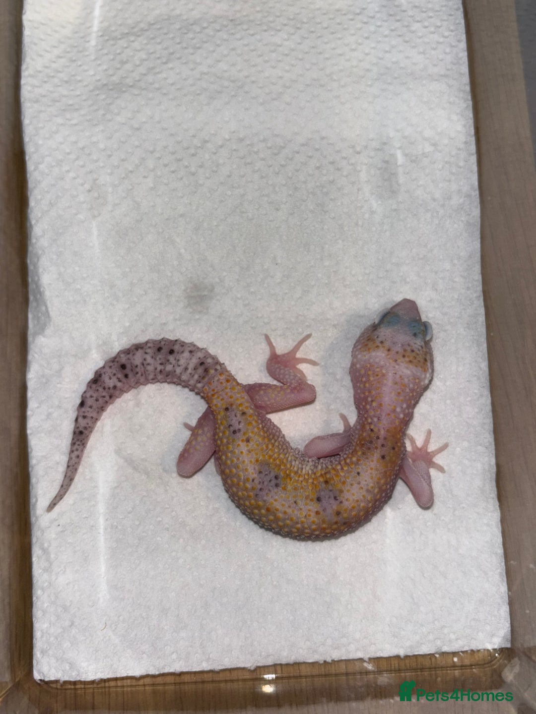 Gecko reptiles for sale: White and yellow Mack snow het eclipse  - Image 5