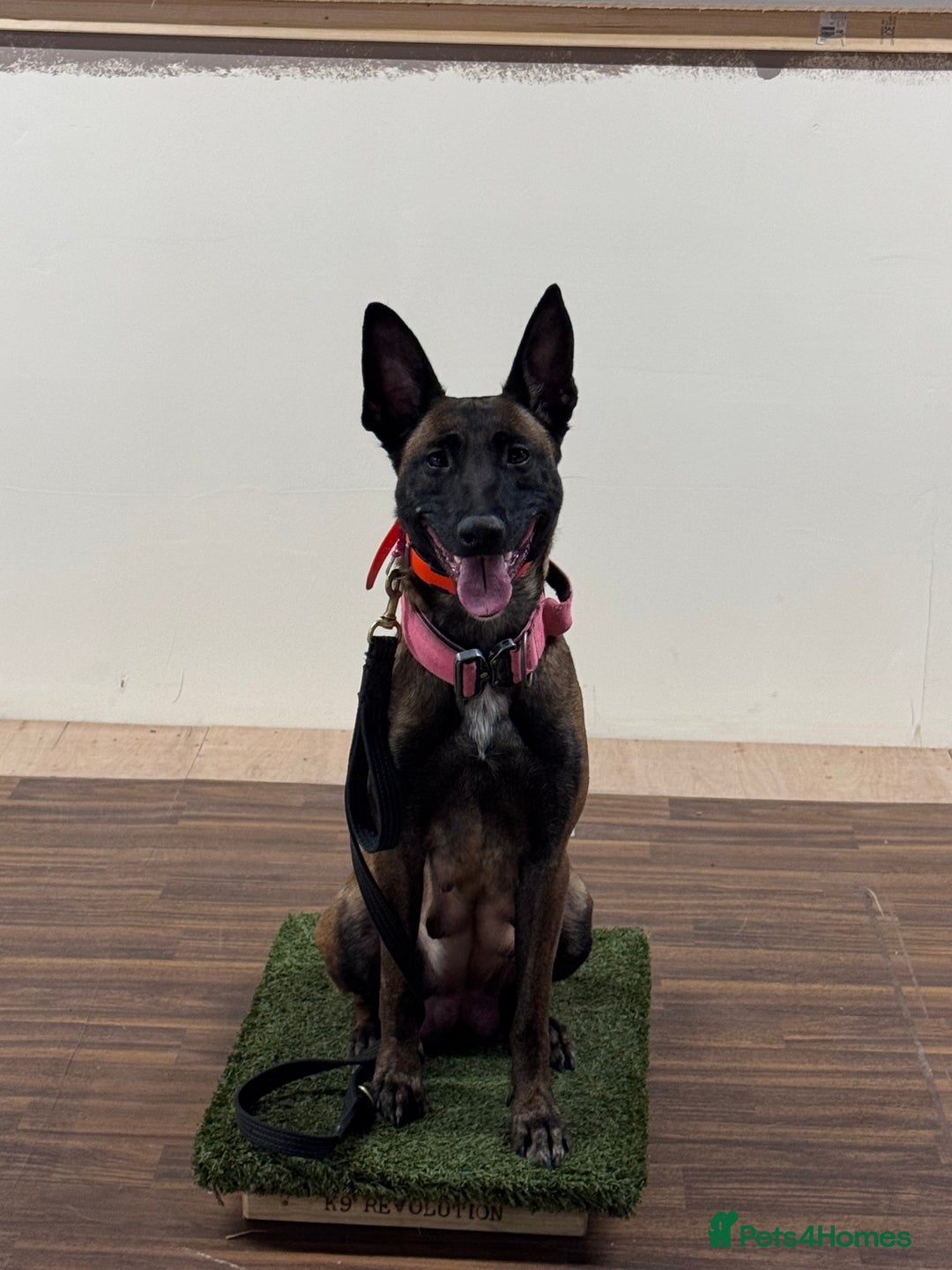 Belgian Shepherd Dog dogs for sale: Belgian Malinois Puppies - Advert 4