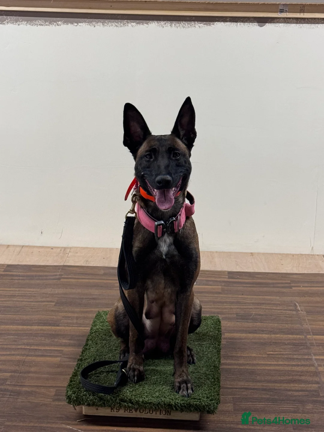 Belgian Shepherd Dog dogs for sale: Belgian Malinois Puppies - Advert 4