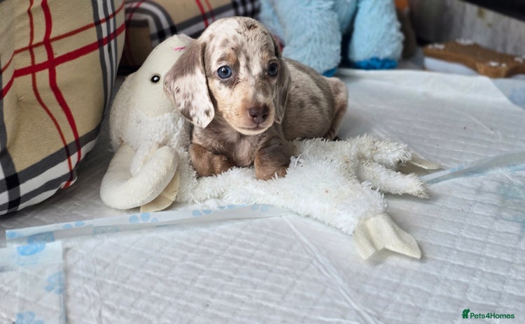 Miniature Dachshund dogs - Advert 16