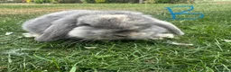Mini Lop rabbits for sale: Mini Lop Rabbits For Sale  - Advert 11