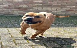 Staffordshire Bull Terrier dogs for sale: Cherry is looking for her new best friend  - Image 7