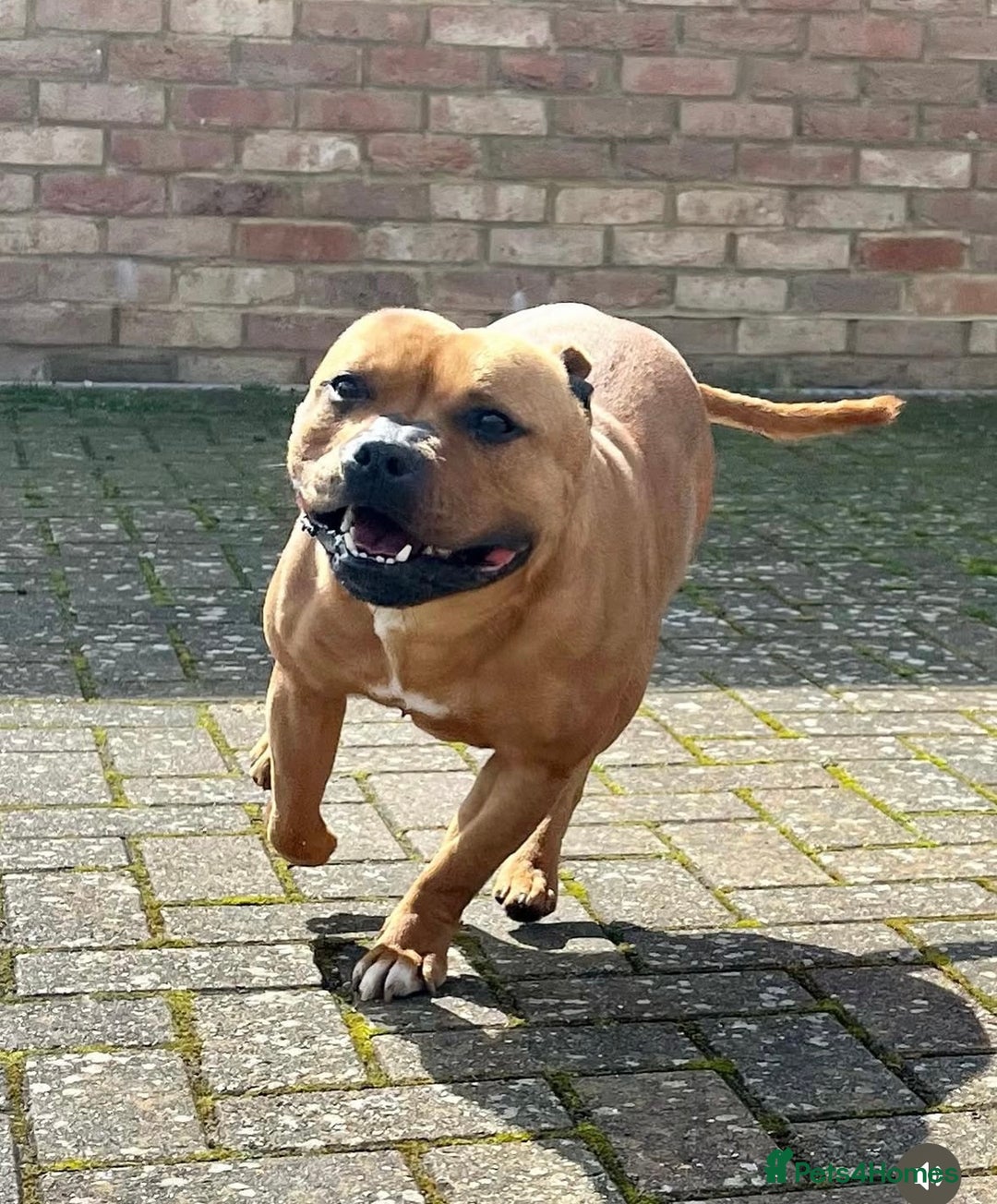 Staffordshire Bull Terrier dogs for sale: Cherry is looking for her new best friend  - Image 7