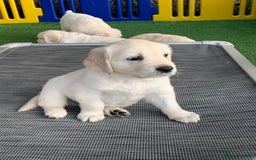 Golden Retriever dogs for sale: Gorgeous KC reg Golden Retriever Puppies - Image 23