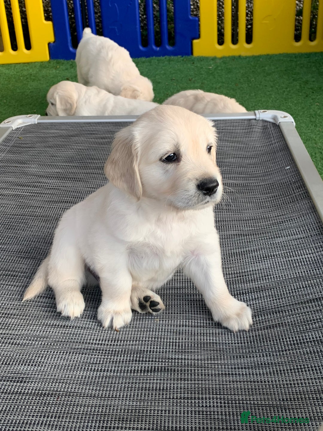 Golden Retriever dogs for sale: Gorgeous KC reg Golden Retriever Puppies - Image 23