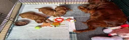 Irish Setter dogs for sale: Irish Setter Puppy - Advert 14