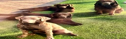 Labradoodle dogs for sale: 🐾 Rare Merle Labradoodles Ready This Summer! 🐾 - Advert 10