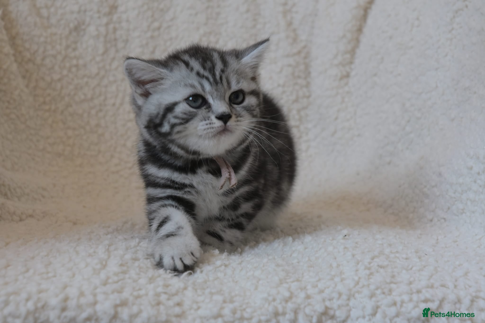 British Shorthair cats 3 gccf registered British Shorthair silver tabbys  - Advert 2