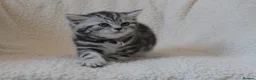 British Shorthair cats for sale: 3 gccf registered British Shorthair silver tabbys  - Advert 2